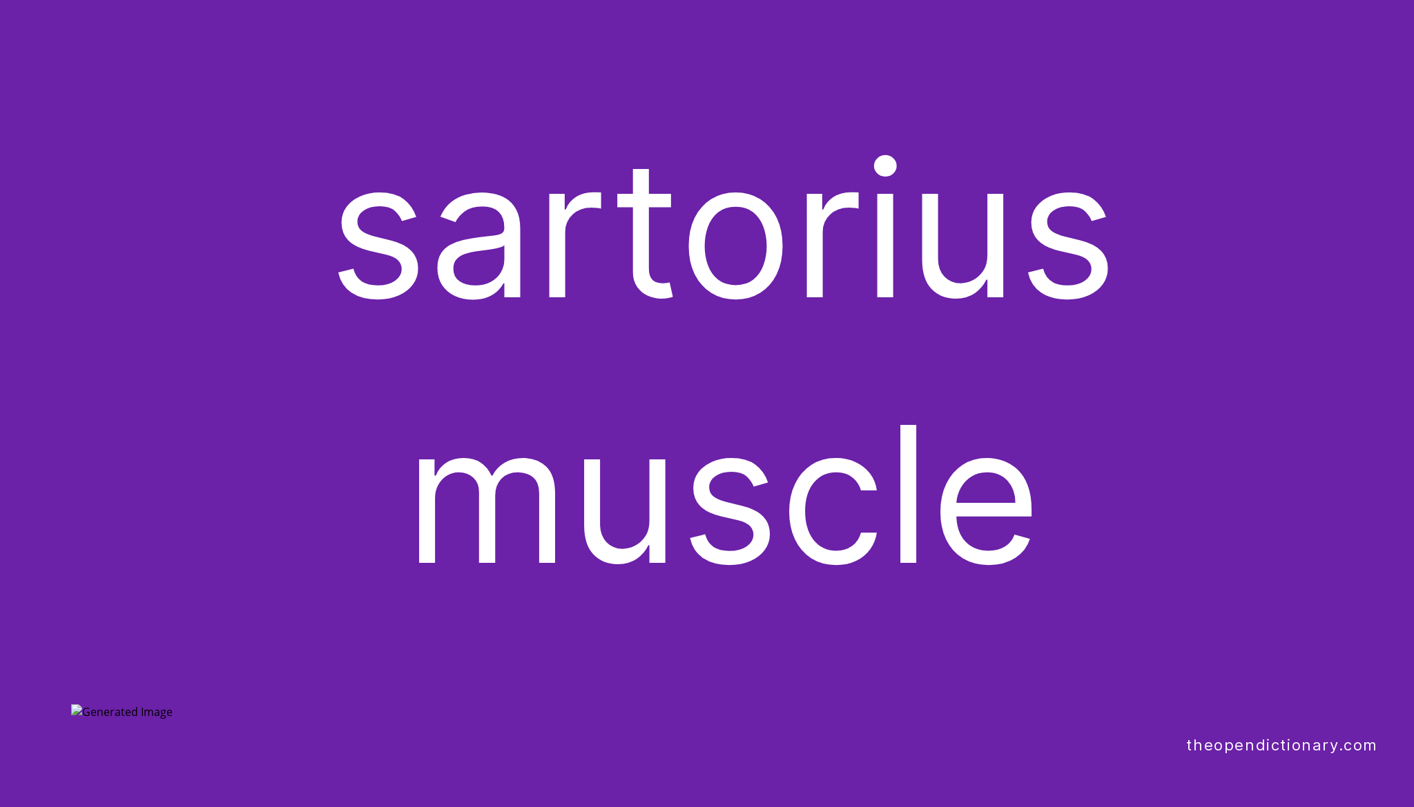 Sartorius muscle Meaning of Sartorius muscle Definition of
